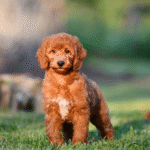 mini golden doodle