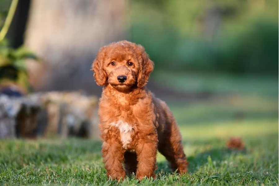 mini golden doodle
